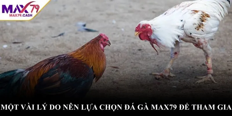 Một vài lý do nên lựa chọn đá gà max79 để tham gia